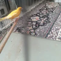 جوجه قناری نر یسر پرتغالی بلند و کشیده