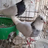 طوقی و دوکت زرد خال سیاه