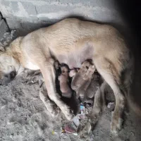 معاوضه سگ ماده سرابی یک سال باسگ نر سرابی