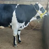 گاو گوساله