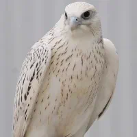 شـاهـیـن اتـومـات فـول آپـشـنCVT تـوربـو شـارژ