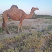 شتر