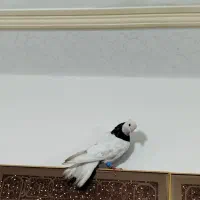 کبوتر طوقی شکلاتی نر