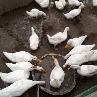 اردک 4 ماهه