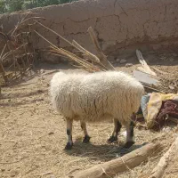 میش دوقلوزا درشت مناسب مالداری