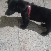 سگ کوچک تربیت شده