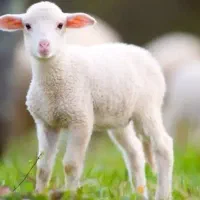 بره گوسفندی