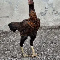 لاری