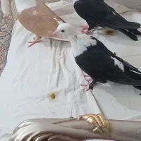 فروش چهارتا سر سفید خوشگل