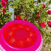 ژله|خوردنی و آشامیدنی|محمدشهر, شهرک پیام (مهرالبرز)|دیوار
