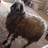 گوسفند سرحال
