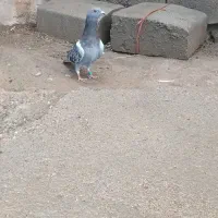 کبوتر پرشی