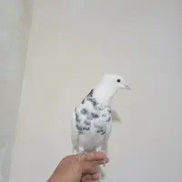 کفتر