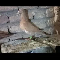 کبوتر