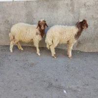 بره شیرمست درجه یک