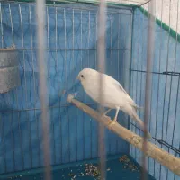 قناری ماده
