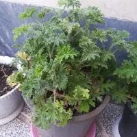 گلهای خانگی زیبا