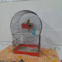 طولی برزیلی