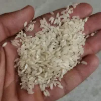 برنج چمپا میداوود با بالاترین کیفیت وعطرطمع