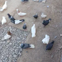 تعداد ۲۵ کبوتر فروشی