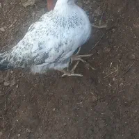 جوجه نیمچه۳ ماهه محلی معاوضه باگندم وذرت و سویاو..