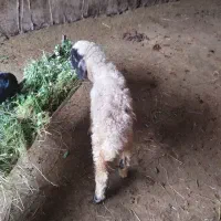 بره