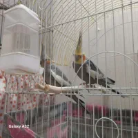 عروس هلندی جفت مولد
