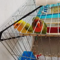طوطی ن