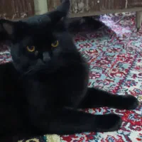 گربه مشکی ذغالی