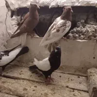 ۲جفت سینه