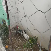 مرغ و خروس گلین اصل