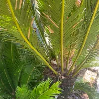 گل و گیاه