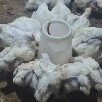 مرغ