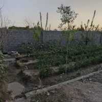 باغ-دور-دیوار-درخت-ملکی-توس-81