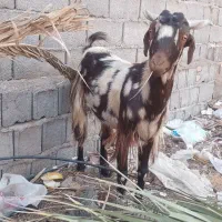 ۳ عدد بز جوان و ۱ عدد کره