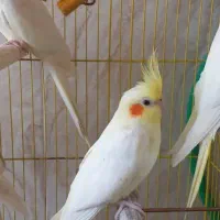 عروس هلندی
