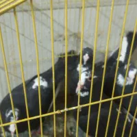 نرو ماده پلنگ وساده شیرازی