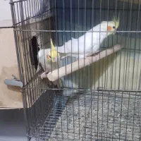 سه جفت عروس هلندی کارخونه جوجه کشی