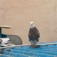 1 کبوتر طوقی نر