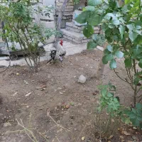 خروس