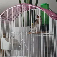 سهره ریز خوان با قفس