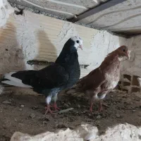 کفتر جوجه