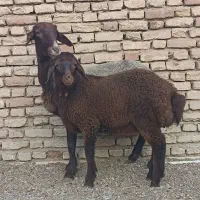 میش و بره