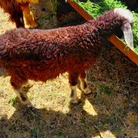 بره افشاری ۳ ماهه