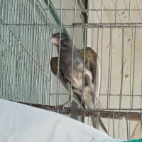 قناری نر مست آماده جفت