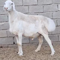 ۳قوچ سفید برفی چینی ۶۵تا۸۰میلیون اسفدن