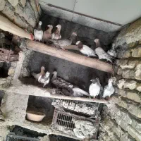 تعدادی کفتررنامه بر نروماده