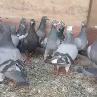 جوجه پلاکی