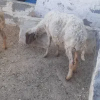 دوعددمیش لاغر