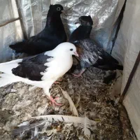 کفتر|پرنده|کهنوج, |دیوار